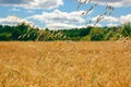 Field of oat Royalty Free Stock Photo