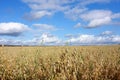 Field oat Royalty Free Stock Photo