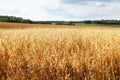 A field of oats, against a blue sky.