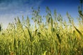 Field of oats Royalty Free Stock Photo