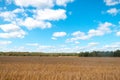 Field oats on a background of forest and sky