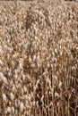 Field of oats closeup