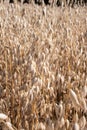 Field of oats closeup