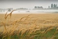 Field of Oats, Morning Mist Royalty Free Stock Photo