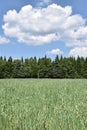 A field of oats in summer Royalty Free Stock Photo