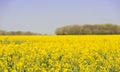 Field of oil-seed rape or canola