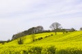 A field of oil seed Rape in flower in a County Down field Royalty Free Stock Photo