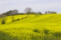 A field of oil seed Rape in flower in a County Down field Royalty Free Stock Photo