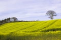 A field of oil seed Rape in flower in a County Down field Royalty Free Stock Photo