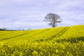 A field of oil seed Rape in flower in a County Down field Royalty Free Stock Photo