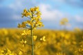 Field of oilseed