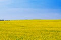 Field of oilseed under dramatic sky Royalty Free Stock Photo