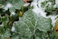 Field oilseed in winter. Frost on leaves. Royalty Free Stock Photo