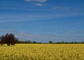 Field of oilseed