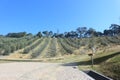 Field of Olive Trees - Serra da Mantiqueira