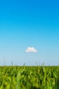 Field and one cloud in the blue sky Royalty Free Stock Photo