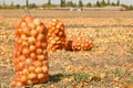 Field with onions in mesh bags