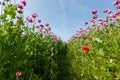 A field of opium poppy plants with red poppies Royalty Free Stock Photo