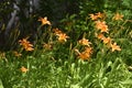 Field of Orange Asiatic Lillies