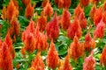 Field of orange Cockscomb or Crested celosia in the park Royalty Free Stock Photo