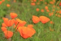 Field of Orange Flowers Royalty Free Stock Photo