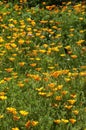 Field of orange flowers of a eschscholzia californica known as California poppy or golden poppy Royalty Free Stock Photo