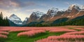 Field of orange flowers in the middle of the valley The background is a large mountain Royalty Free Stock Photo