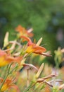 Field of orange lilies Royalty Free Stock Photo