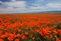 Field of orange poppies, California