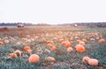 Field with orange pumpkins on the background of the road with cars, squash Royalty Free Stock Photo