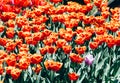 Field of orange and red tulips with selective focus. Spring, floral background. Garden with flowers. Nature Royalty Free Stock Photo