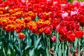 Field of orange and red tulips with selective focus. Spring, floral background. Garden with flowers. Nature Royalty Free Stock Photo