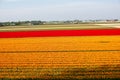 Field of orange and red tulips