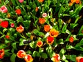 A field of orange tulips blooming Royalty Free Stock Photo