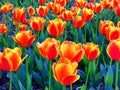 A field of orange tulips blooming Royalty Free Stock Photo