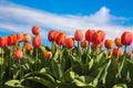 Orange tulip is a Dutch symbol.