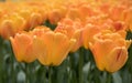 Orange tulips, Keukenhof, Lisse, the Netherlands