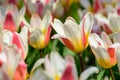 Field of orange white tulips in Holland , spring time colourful flowers Royalty Free Stock Photo