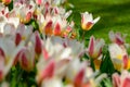 Field of orange white tulips in Holland , spring time colourful flowers Royalty Free Stock Photo