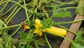 Courgette field organic zucchini summer squash baby marrow hotbed Cucurbita pepo, bloom blossom yellow golden flower Royalty Free Stock Photo