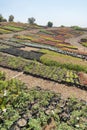 Field of organized colorful plants against the clear sky background