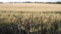 Field with an Outstretched Wheat: Agriculture Theme