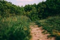 field overgrown grass winding dirt road sunny day Royalty Free Stock Photo