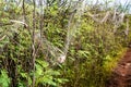 Field of overgrown green pricky wood weed, a ground cover plant, with old remains of fishing net clinging to the branches.