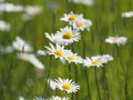 Field of oxeye daisies