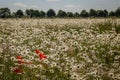 A field of Oxeye daisies in the sunshine.