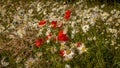 A field of Oxeye daisies in the sunshine.