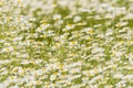 A Field Of Oxeye Daisy Flowering Plant.
