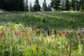 Field of Paintbrush and Other Wildflowers Above Trout Lake