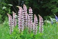 Pink lupins in a field